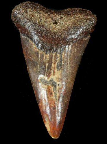 Reddish-Brown Fossil Mako Shark Tooth - Virginia #49550